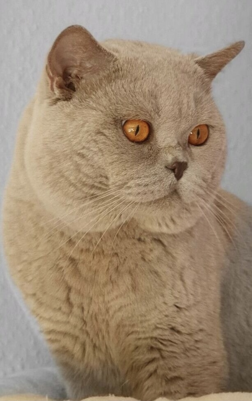 Unser BKH Zuchtkater Amur von Hohenreinken