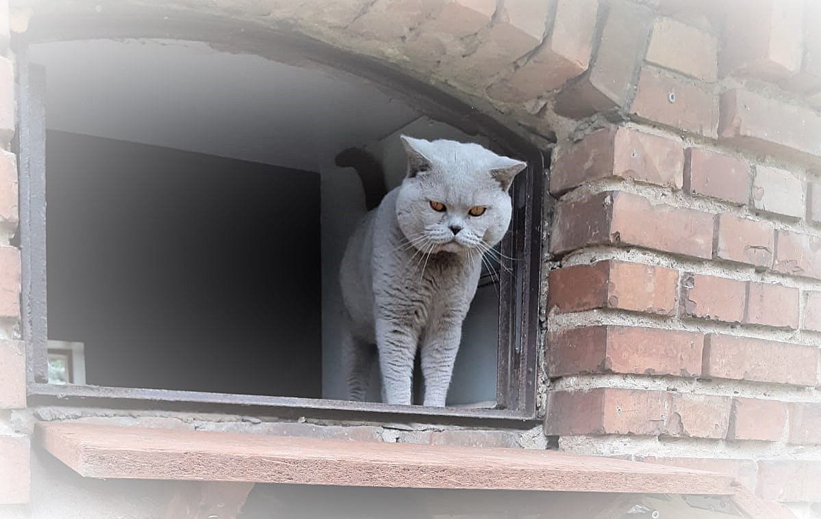 Amur hat alles im Blick...