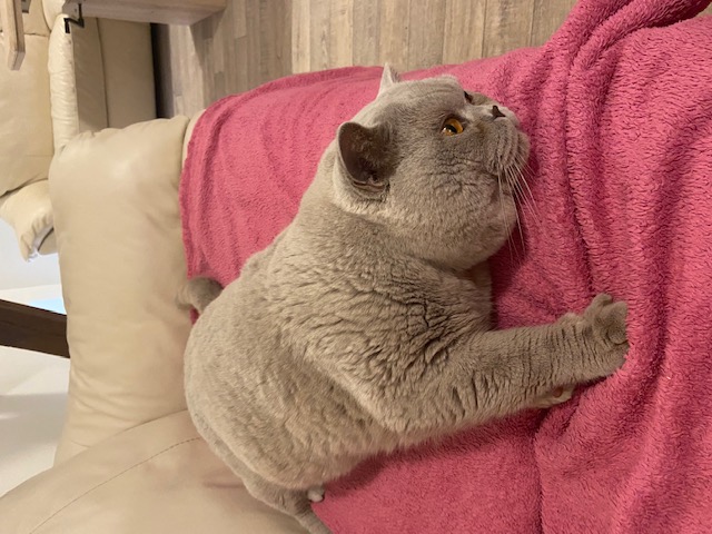 Amur hat alles im Blick... BKH Kater Amur von Hohenreinken 1