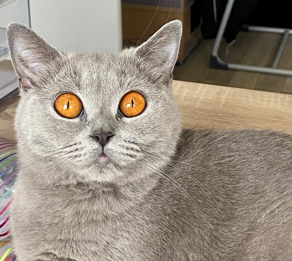 Unsere BKH Zuchtkatze Donna von Hohenreinken Donna BKH Katzenstube Hohenreinkendorf