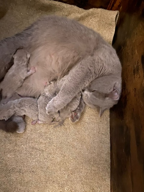 Die Kitten sind am 01.11.2022 geboren