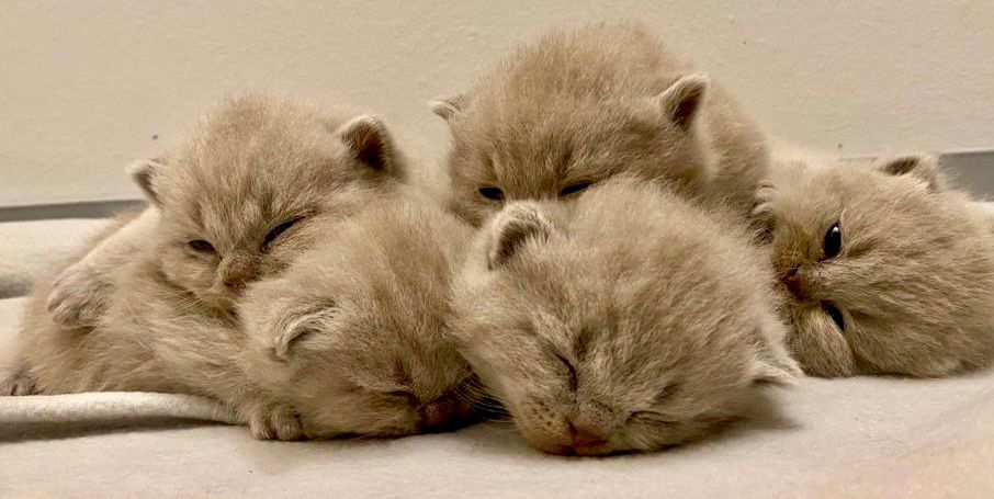 20.11.2022 Kuschelrunde