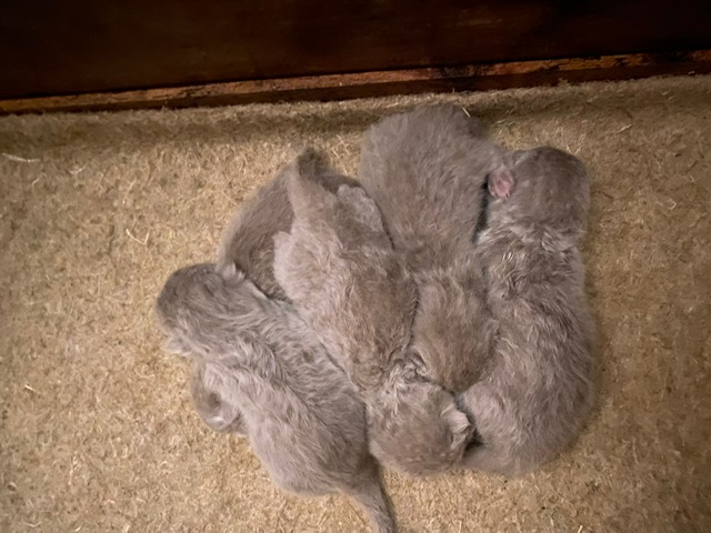 Die Kitten sind am 01.11.2022 geboren