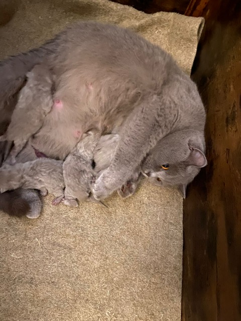 Die Kitten sind am 01.11.2022 geboren