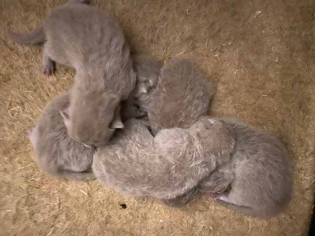 Die Kitten sind am 01.11.2022 geboren