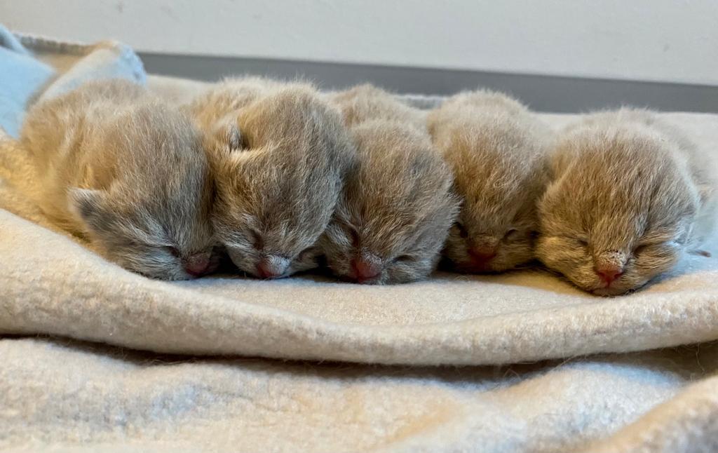 (05.11.22) Namen für den E-Wurf sind gefunden.