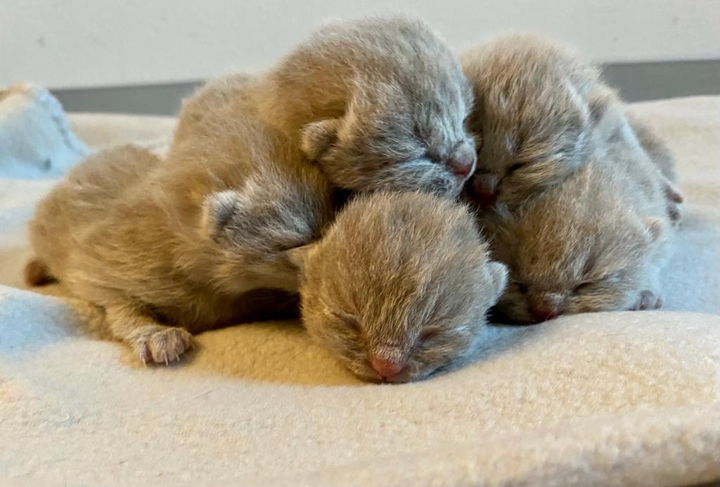 (05.11.22) Namen für den E-Wurf sind gefunden.