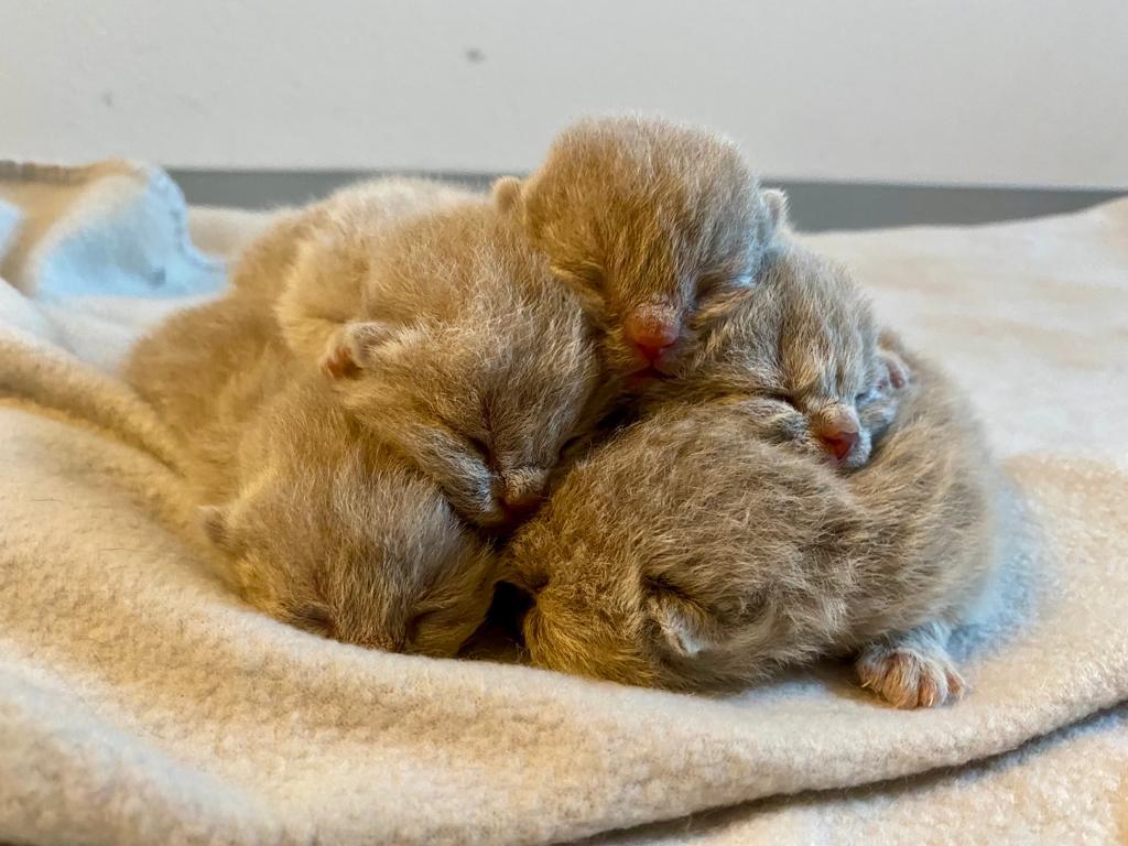 (05.11.22) Namen für den E-Wurf sind gefunden.